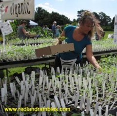 Browsing through a sea of seedlings in the heirloom tomato section. (GrowFest! 2012)